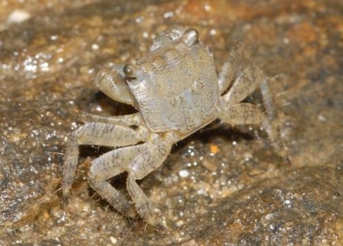 Pachygrapsus marmoratus